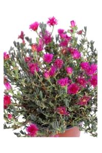Lampranthus Coccineus v15 egarden.store online