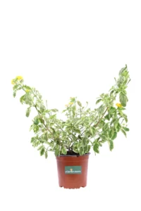 Lantana Hybrida Variegata v15 egarden.store online