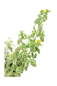 Lantana Hybrida Variegata v15 egarden.store online