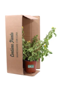 Lantana Hybrida Variegata v15 egarden.store online