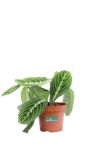 Maranta Leuconeura Lemon Lime v12 egarden.store online