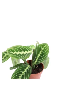 Maranta Leuconeura Lemon Lime v12 egarden.store online