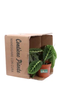 Maranta Leuconeura Lemon Lime