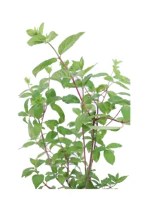Ortensia Paniculata Pink Diamond v17 egarden.store online