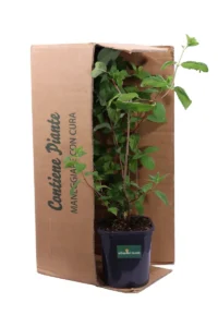 Ortensia Paniculata Pink Diamond v17 egarden.store online