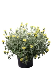 Phlomis Fruticosa v60 egarden.store online