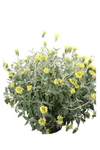 Phlomis Fruticosa v60 egarden.store online