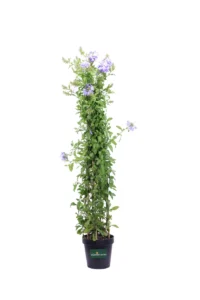 Plumbago Auriculata Azureum Piramide v20 egarden.store online