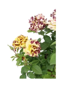 Rosa Adriana v21 egarden.store online