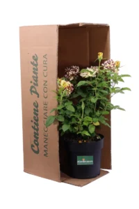 Rosa Adriana v21 egarden.store 1