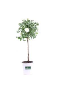 Rosa Alberello - Bianca v17 egarden.store 1 Rosa Alberello - Bianca v17 egarden.store online