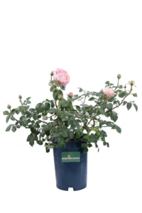 Rosa David Austin - Abraham Darby v20 egarden.store online