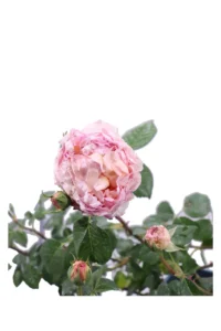 Rosa David Austin - Abraham Darby v20 egarden.store online