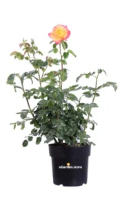 Rosa Meilland - Pullman Orient Express v24 egarden.store online