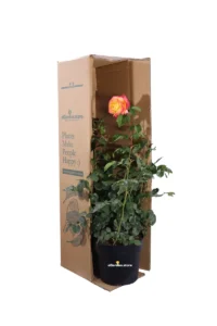 Rosa Meilland - Pullman Orient Express v24 egarden.store online