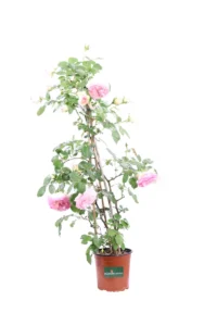 Rosa Meilland Rampicante - Eden Rose v16 egarden.store online