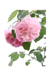 Rosa Meilland Rampicante - Eden Rose v16 egarden.store online