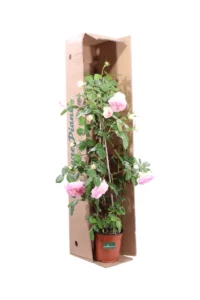 Rosa Meilland Rampicante - Eden Rose v16 egarden.store online