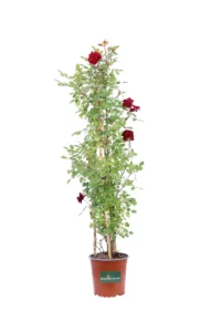 Rosa Meilland Rampicante - Prince Meillandina v16 egarden.store online