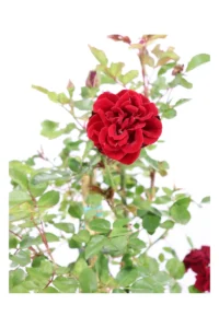 Rosa Meilland Rampicante - Prince Meillandina v16 egarden.store online