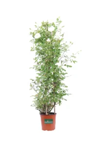 Rosa Meilland Rampicante - Snow Meillandina v16 egarden.store online