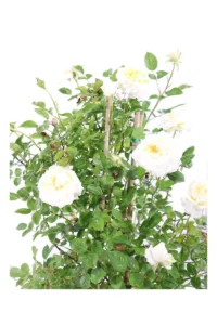 Rosa Meilland Rampicante - Snow Meillandina v16 egarden.store online