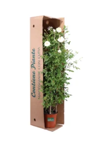 Rosa Meilland Rampicante - Snow Meillandina