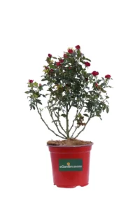 Rosa Meilland Zepeti Meibenbino v18 egarden.store 1 Rosa Meilland Zepeti Meibenbino v18 egarden.store online