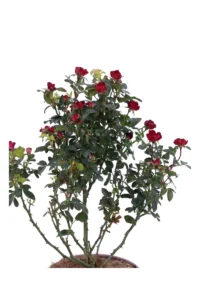 Rosa Meilland Zepeti Meibenbino v18 egarden.store 2 Rosa Meilland Zepeti Meibenbino v18 egarden.store online