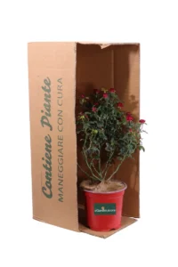 Rosa Meilland Zepeti Meibenbino v18 egarden.store 3 Rosa Meilland Zepeti Meibenbino