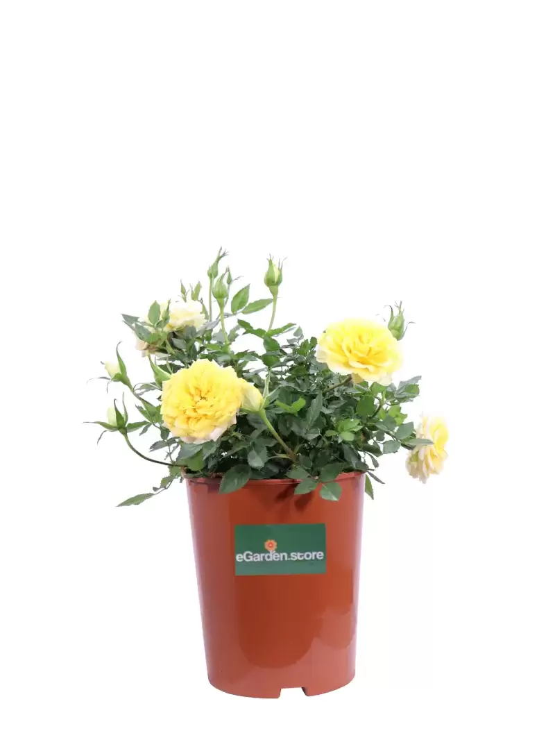 Rosa Paesaggistica Friesia v17 egarden.store online