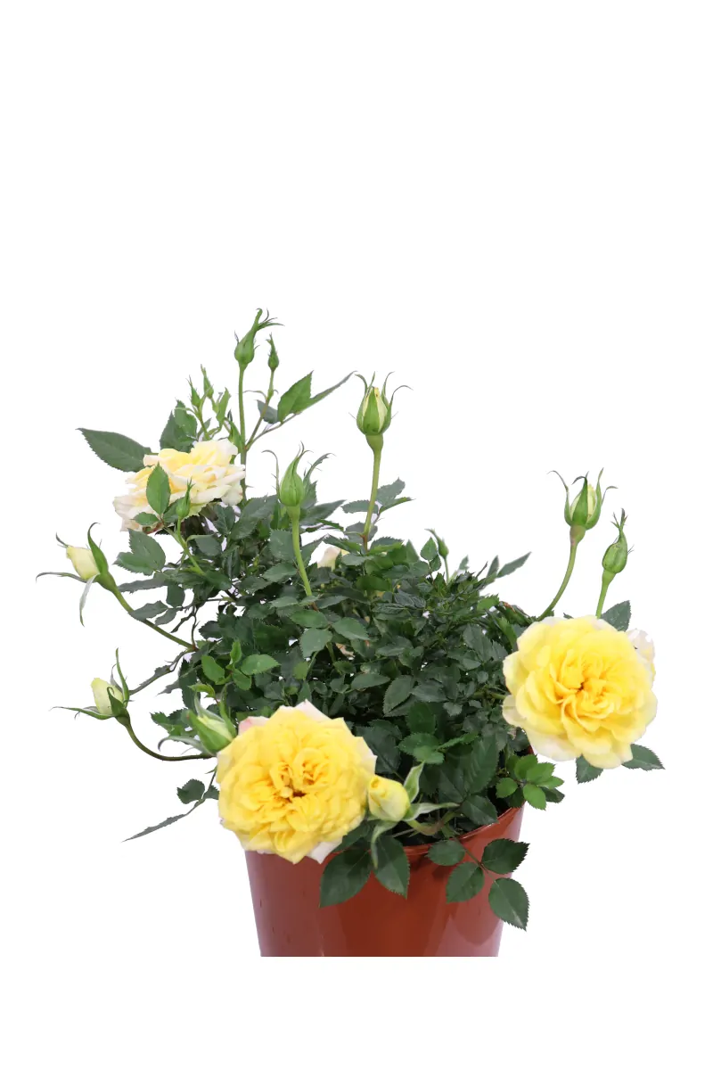 Rosa Paesaggistica Friesia v17 egarden.store online