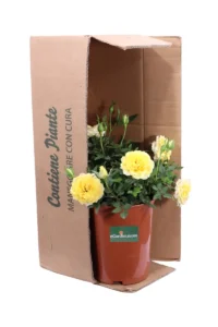 Rosa Paesaggistica Friesia v17 egarden.store online
