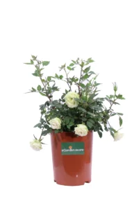 Rosa Paesaggistica Rifiorente Bianca v17 egarden.store online