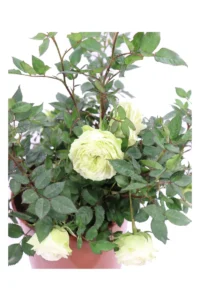 Rosa Paesaggistica Rifiorente Bianca v17 egarden.store online