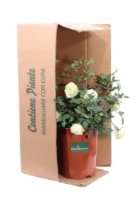 Rosa Paesaggistica Rifiorente Bianca v17 egarden.store online
