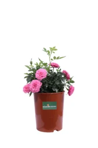 Rosa Paesaggistica Rifiorente Rosa v17 egarden.store 1 Rosa Paesaggistica Rifiorente Rosa v17 egarden.store online