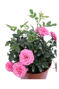 Rosa Paesaggistica Rifiorente Rosa v17 egarden.store 2 Rosa Paesaggistica Rifiorente Rosa v17 egarden.store online