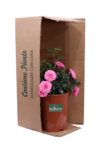 Rosa Paesaggistica Rifiorente Rosa v17 egarden.store 3 Rosa Paesaggistica Rifiorente Rosa