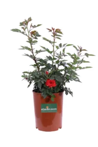 Rosa Paesaggistica Rifiorente Rossa v17 egarden.store online