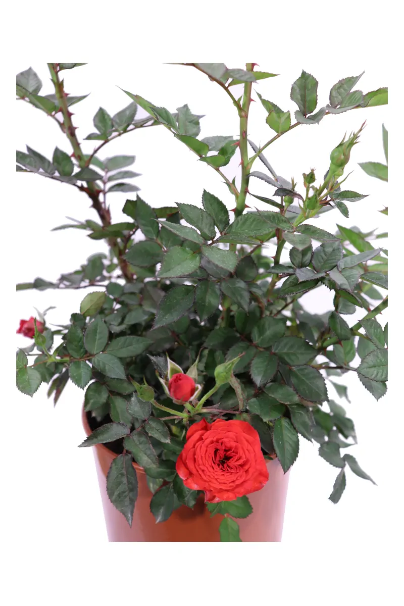Rosa Paesaggistica Rifiorente Rossa v17 egarden.store online