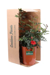 Rosa Paesaggistica Rifiorente Rossa