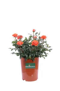 Rosa Paesaggistica Troika v17 egarden.store online