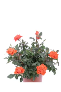 Rosa Paesaggistica Troika v17 egarden.store online