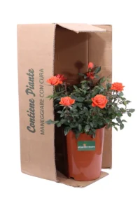 Rosa Paesaggistica Troika v17 egarden.store online