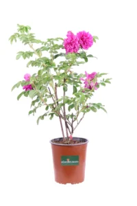 Rosa Rugosa Fucsia v19 egarden.store online
