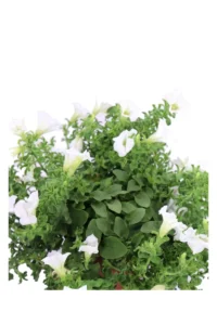 Surfinia Bianca v16 egarden.store 2 Surfinia Bianca v16 egarden.store online