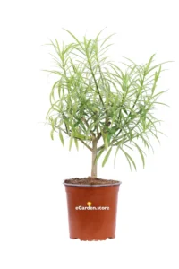 Thevetia Peruviana v.17 egarden.store online