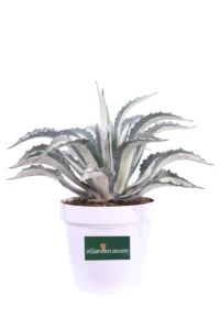Agave Americana Mediopicta Alba v30 egarden.store online