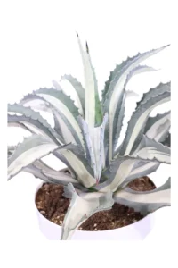 Agave Americana Mediopicta Alba v30 egarden.store online